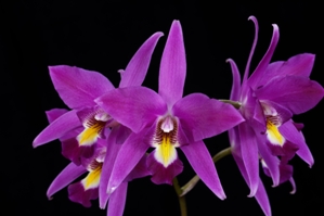 Laelia Finckeniana Magic Rubies AM/AOS 84 pts.